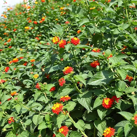 Semesteranläggning (resort) Riva Di Ugento